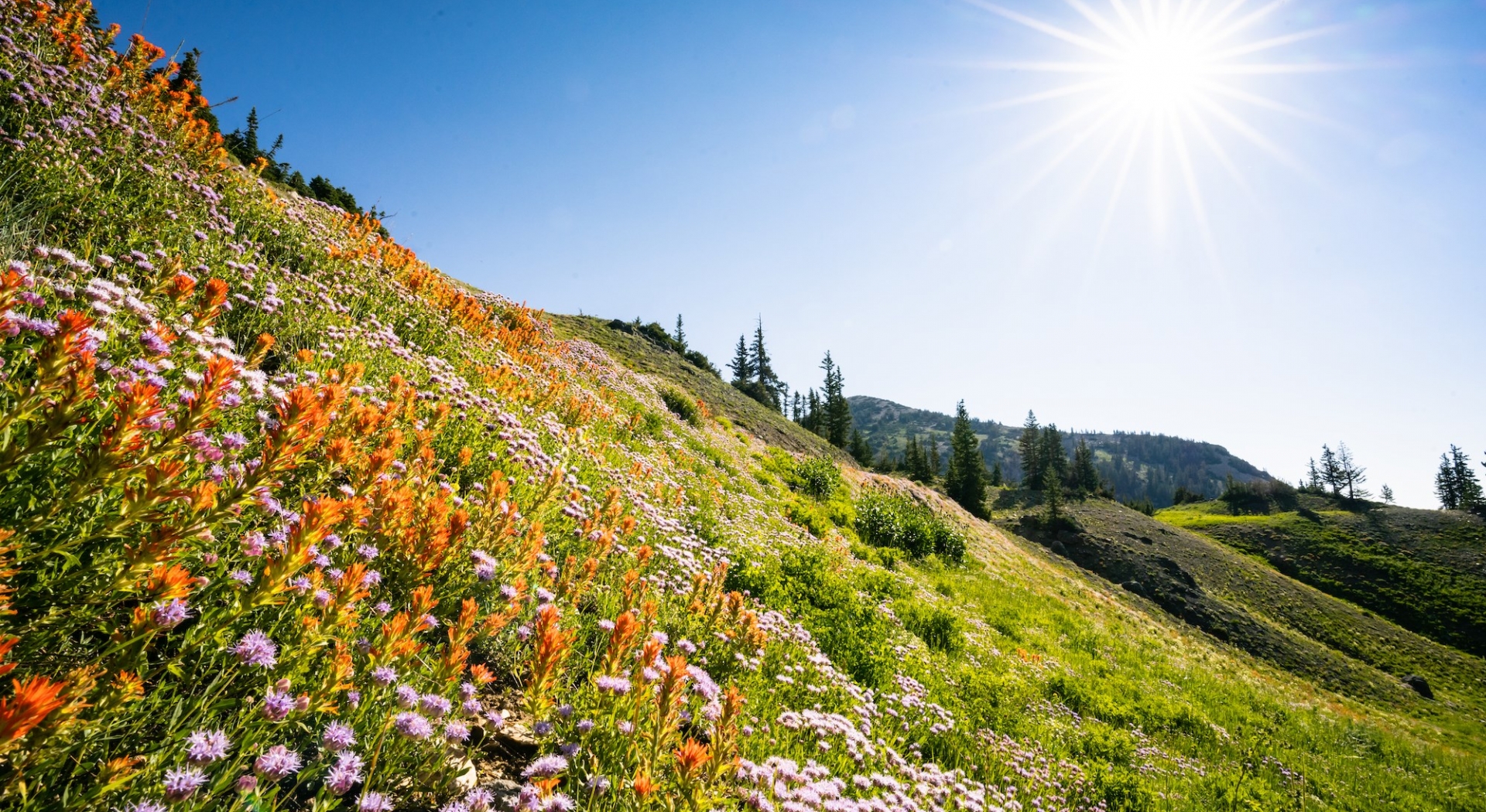 Wasatch Wildflower Festival Snowpine Lodge