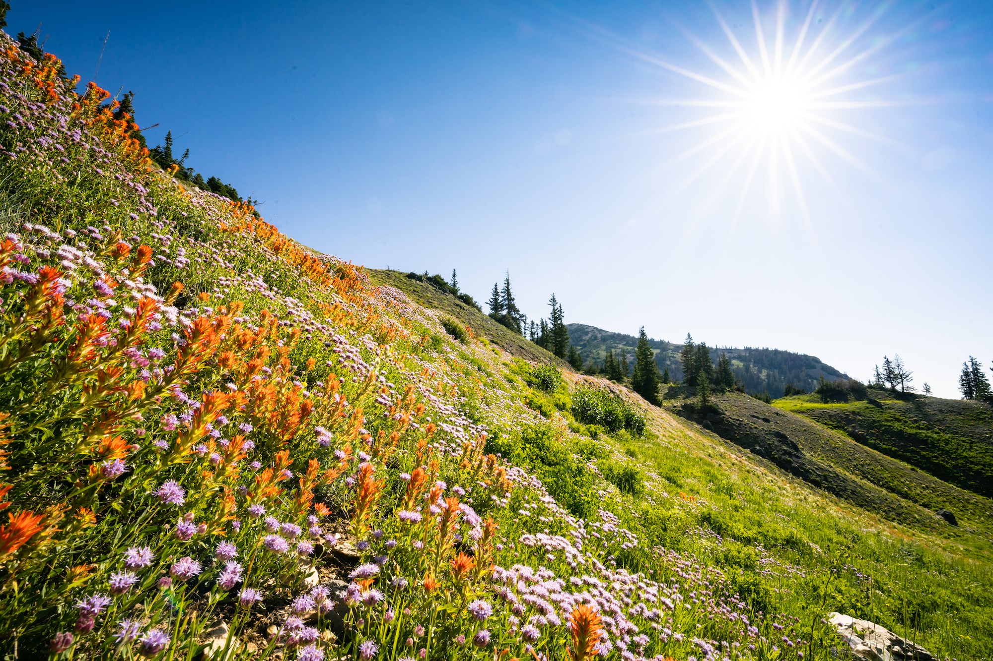 Snowbird Resort - Alta, Utah | Snowpine Lodge